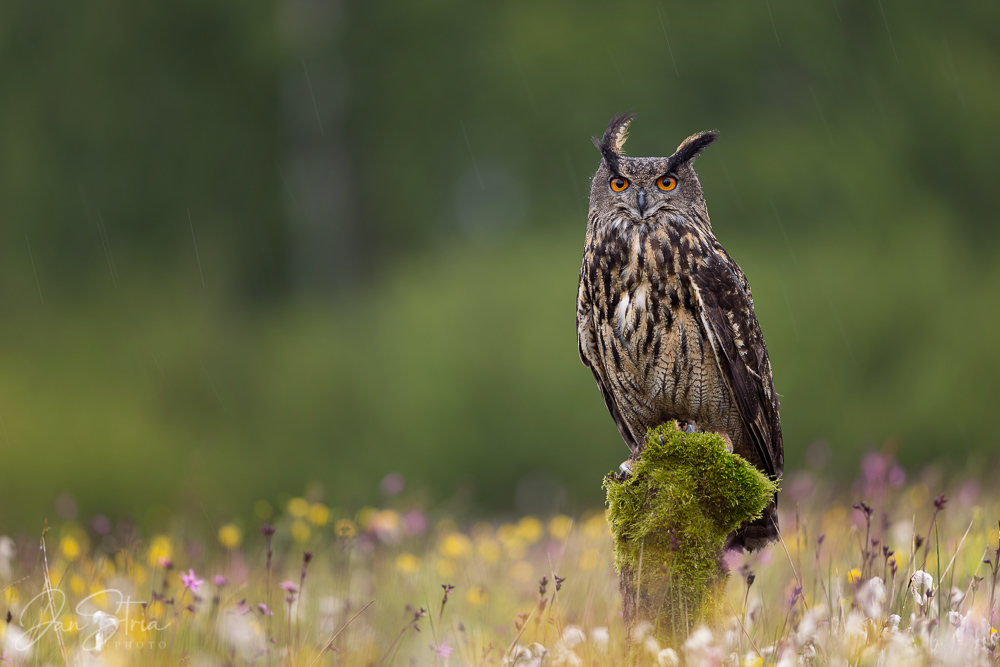 Eurasian eagle-owl