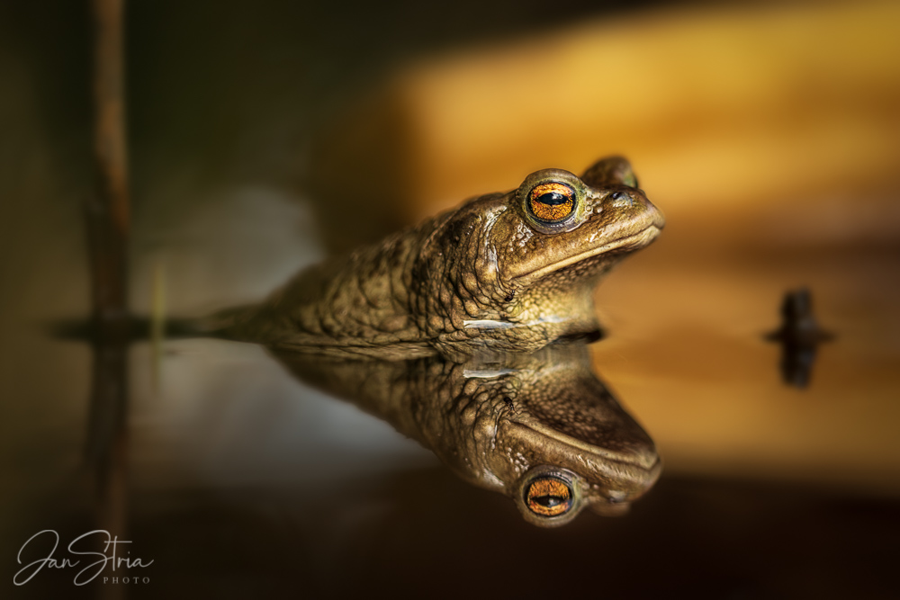 Frog and Sunset