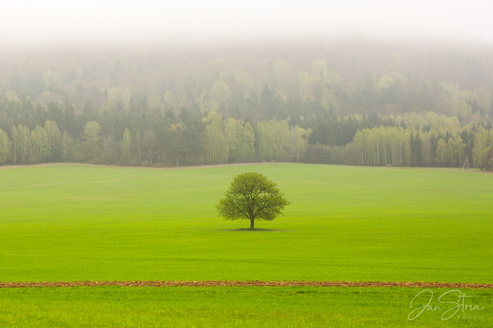 Green Loner