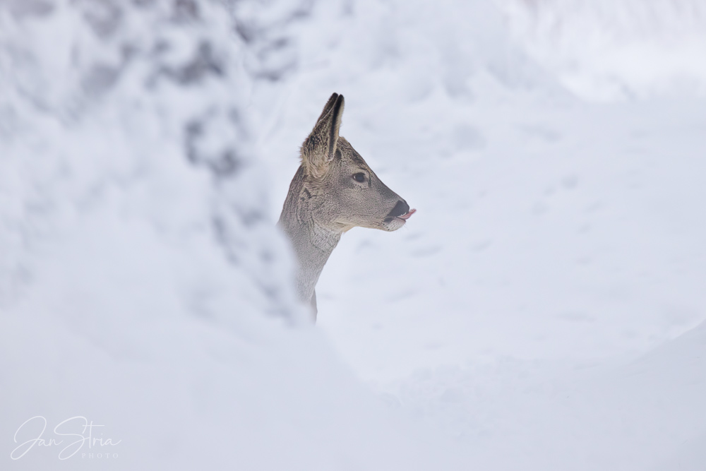 Winter in forest