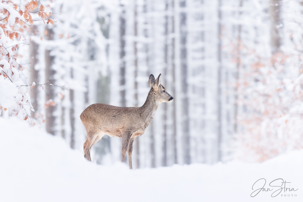 Winter in forest