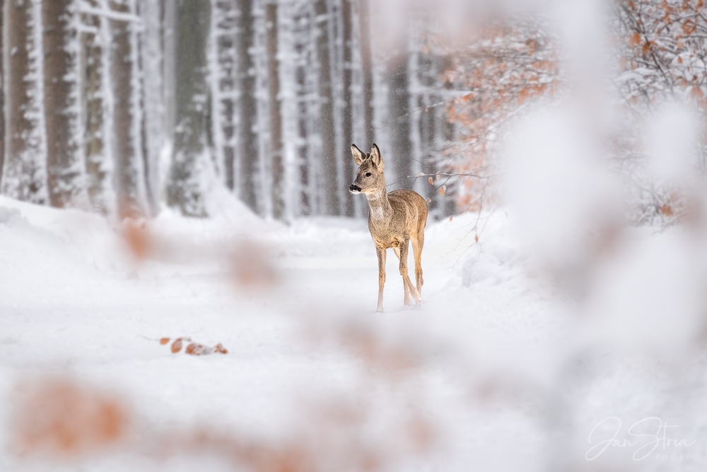 Winter Walk