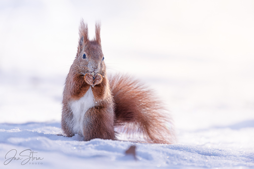 Winter Snacking