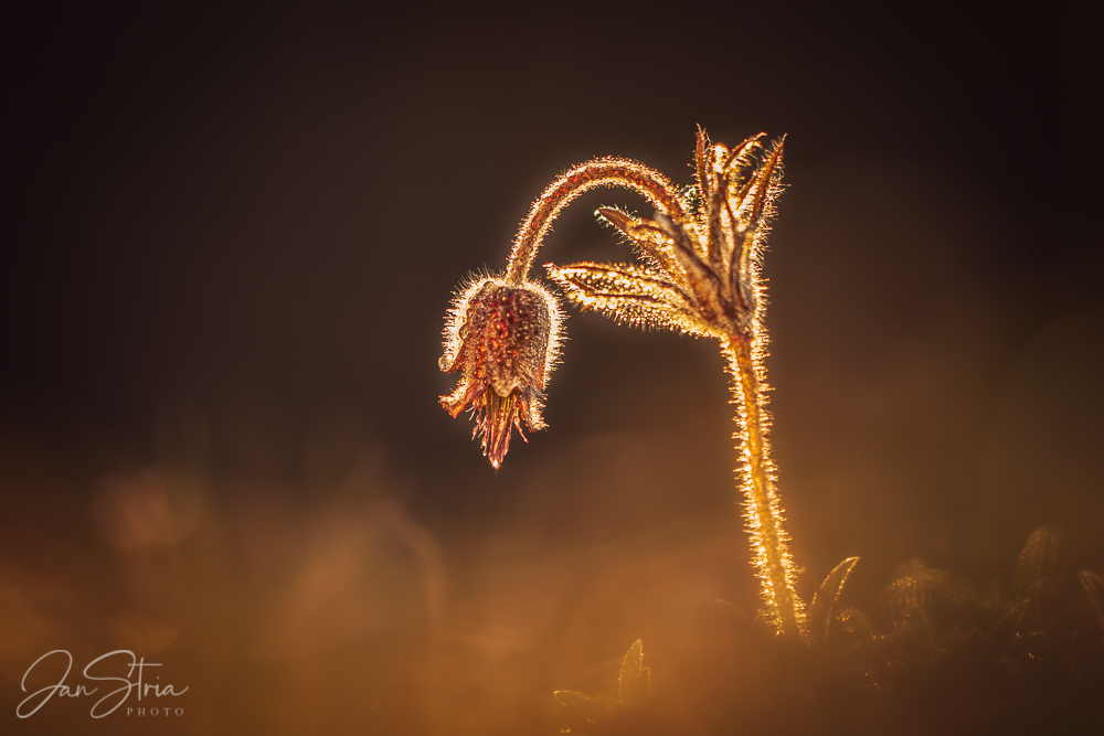 Golden Spring Morning