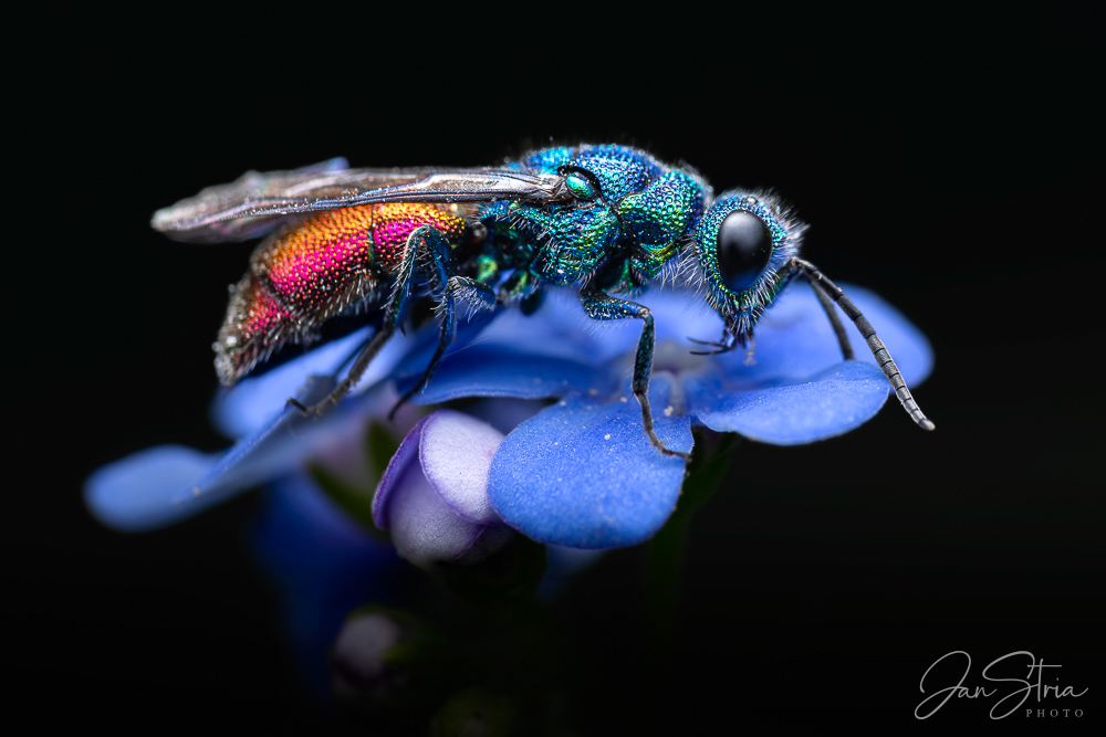 Zlatěnka ohnivá (Chrysis ignita)