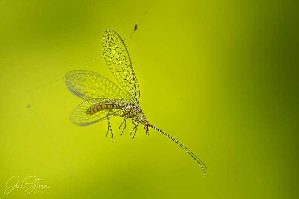 Chrysopa perla