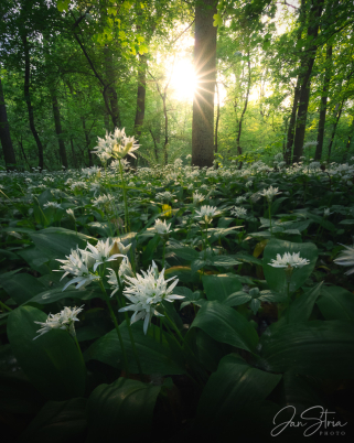 Garlic scent of spring