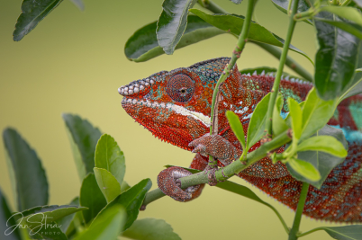 Panther Chameleon