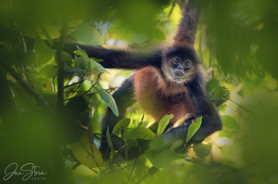 Geoffrey´s Spider Monkey