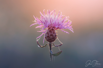 Basket flower / Centaurea phrygia