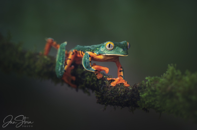 Sylvia´s tree frog