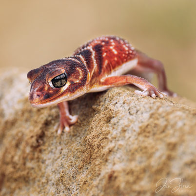 Knob-tailed gecko