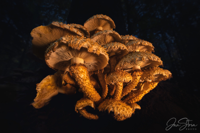 Houbové království