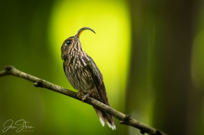 Hummingbird with curved beak
