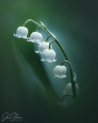 Lily of the valley