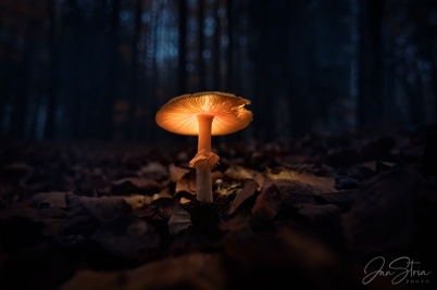 Forest Lamp