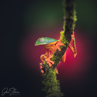 Splendid Leaf Frog