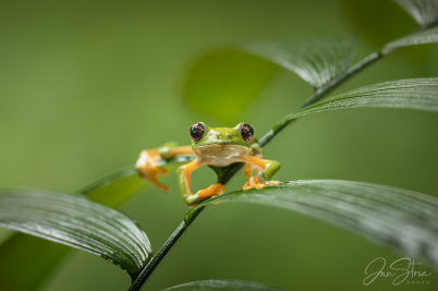 Gliding leaf frog