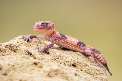 Banded knob-tailed gecko