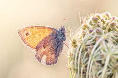 Small Heath