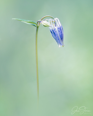 Columbine