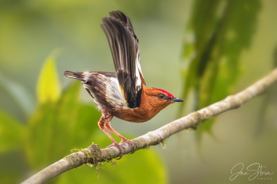 Club-winged Manakin