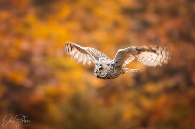 Autumn Flight