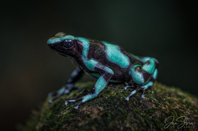 Green and Black Poison Dart Frog