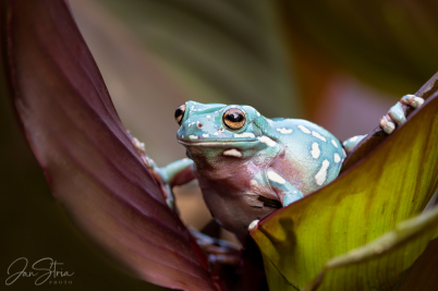 Snowflake Blue White´s Tree Frog