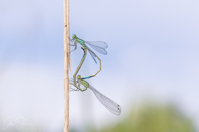 Blue-tailed damselfly
