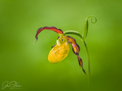 Lady´s-slipper orchid
