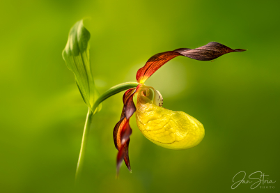 Lady´s-slipper orchid