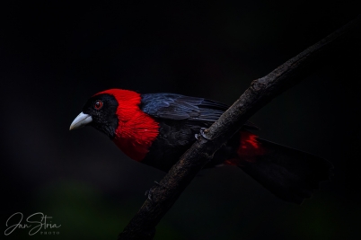 Crimson-collared tanager