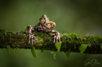Spiny-headed tree frog