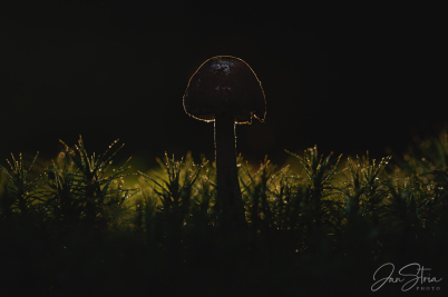 In Magical Forest