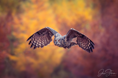 Eurasian-eagle owl