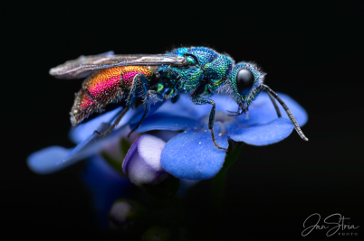 Zlatěnka ohnivá (Chrysis ignita)