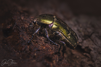 Zlatohlávek měděný